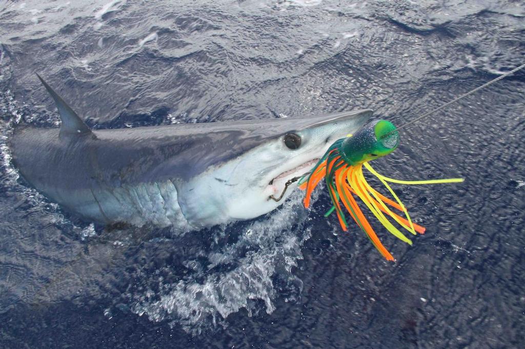 Mako shark caught for satellite tagging and release,Mako shark caught for satellite tagging and release © John Bell